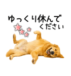 ゴールデンレトリバー☆毎日使える敬語集（個別スタンプ：29）