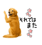 ゴールデンレトリバー☆毎日使える敬語集（個別スタンプ：30）