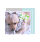 マクベル2025夏（個別スタンプ：1）