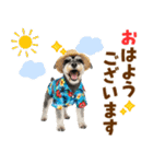 ミニチュアシュナの見やすい！夏スタンプ（個別スタンプ：1）