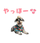 ミニチュアシュナの見やすい！夏スタンプ（個別スタンプ：2）