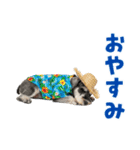 ミニチュアシュナの見やすい！夏スタンプ（個別スタンプ：5）