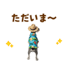 ミニチュアシュナの見やすい！夏スタンプ（個別スタンプ：9）