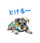 ミニチュアシュナの見やすい！夏スタンプ（個別スタンプ：11）