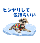 ミニチュアシュナの見やすい！夏スタンプ（個別スタンプ：13）