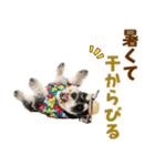 ミニチュアシュナの見やすい！夏スタンプ（個別スタンプ：16）