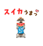 ミニチュアシュナの見やすい！夏スタンプ（個別スタンプ：18）