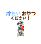 ミニチュアシュナの見やすい！夏スタンプ（個別スタンプ：25）