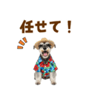 ミニチュアシュナの見やすい！夏スタンプ（個別スタンプ：34）