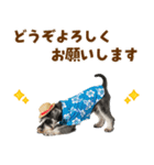 ミニチュアシュナの見やすい！夏スタンプ（個別スタンプ：38）