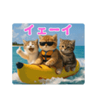 夏のネコたちにゃんだふる～♪（個別スタンプ：12）