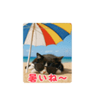 夏のネコたちにゃんだふる～♪（個別スタンプ：13）