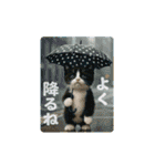 夏のネコたちにゃんだふる～♪（個別スタンプ：18）