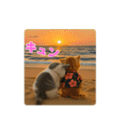 夏のネコたちにゃんだふる～♪（個別スタンプ：21）