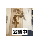 わが家のニャンTube☆6（個別スタンプ：2）