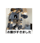 わが家のニャンTube☆6（個別スタンプ：3）
