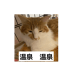 わが家のニャンTube☆6（個別スタンプ：4）