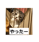 わが家のニャンTube☆6（個別スタンプ：5）