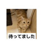 わが家のニャンTube☆6（個別スタンプ：6）