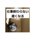 わが家のニャンTube☆6（個別スタンプ：7）