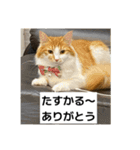 わが家のニャンTube☆6（個別スタンプ：8）