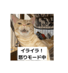 わが家のニャンTube☆6（個別スタンプ：9）