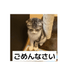 わが家のニャンTube☆6（個別スタンプ：10）