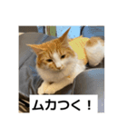 わが家のニャンTube☆6（個別スタンプ：11）
