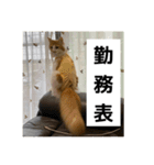 わが家のニャンTube☆6（個別スタンプ：12）