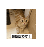 わが家のニャンTube☆6（個別スタンプ：13）