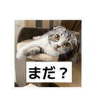 わが家のニャンTube☆6（個別スタンプ：14）