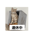 わが家のニャンTube☆6（個別スタンプ：15）