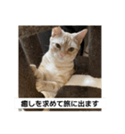 わが家のニャンTube☆6（個別スタンプ：16）