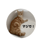 わが家のニャンTube☆5（個別スタンプ：1）