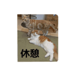 わが家のニャンTube☆5（個別スタンプ：2）