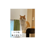 わが家のニャンTube☆5（個別スタンプ：3）
