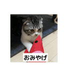 わが家のニャンTube☆5（個別スタンプ：4）