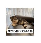 わが家のニャンTube☆5（個別スタンプ：5）