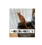 わが家のニャンTube☆5（個別スタンプ：6）
