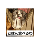 わが家のニャンTube☆5（個別スタンプ：7）