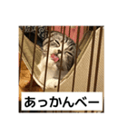 わが家のニャンTube☆5（個別スタンプ：8）