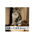 わが家のニャンTube☆5（個別スタンプ：9）