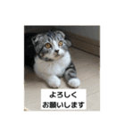 わが家のニャンTube☆5（個別スタンプ：10）