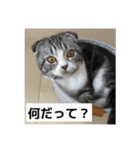 わが家のニャンTube☆5（個別スタンプ：12）