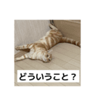 わが家のニャンTube☆5（個別スタンプ：13）