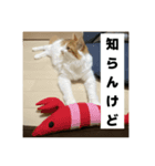 わが家のニャンTube☆5（個別スタンプ：14）
