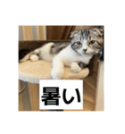 わが家のニャンTube☆5（個別スタンプ：15）