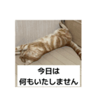 わが家のニャンTube☆5（個別スタンプ：16）