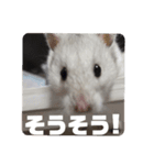 シャオミイピヨススタンプ（個別スタンプ：1）
