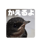 シャオミイピヨススタンプ（個別スタンプ：5）